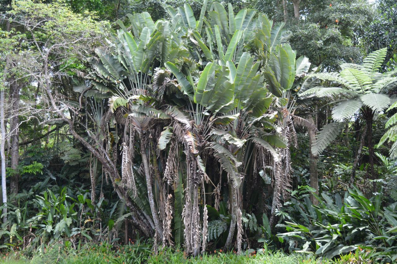 Rainforest Eco Lodge Suva Bagian luar foto