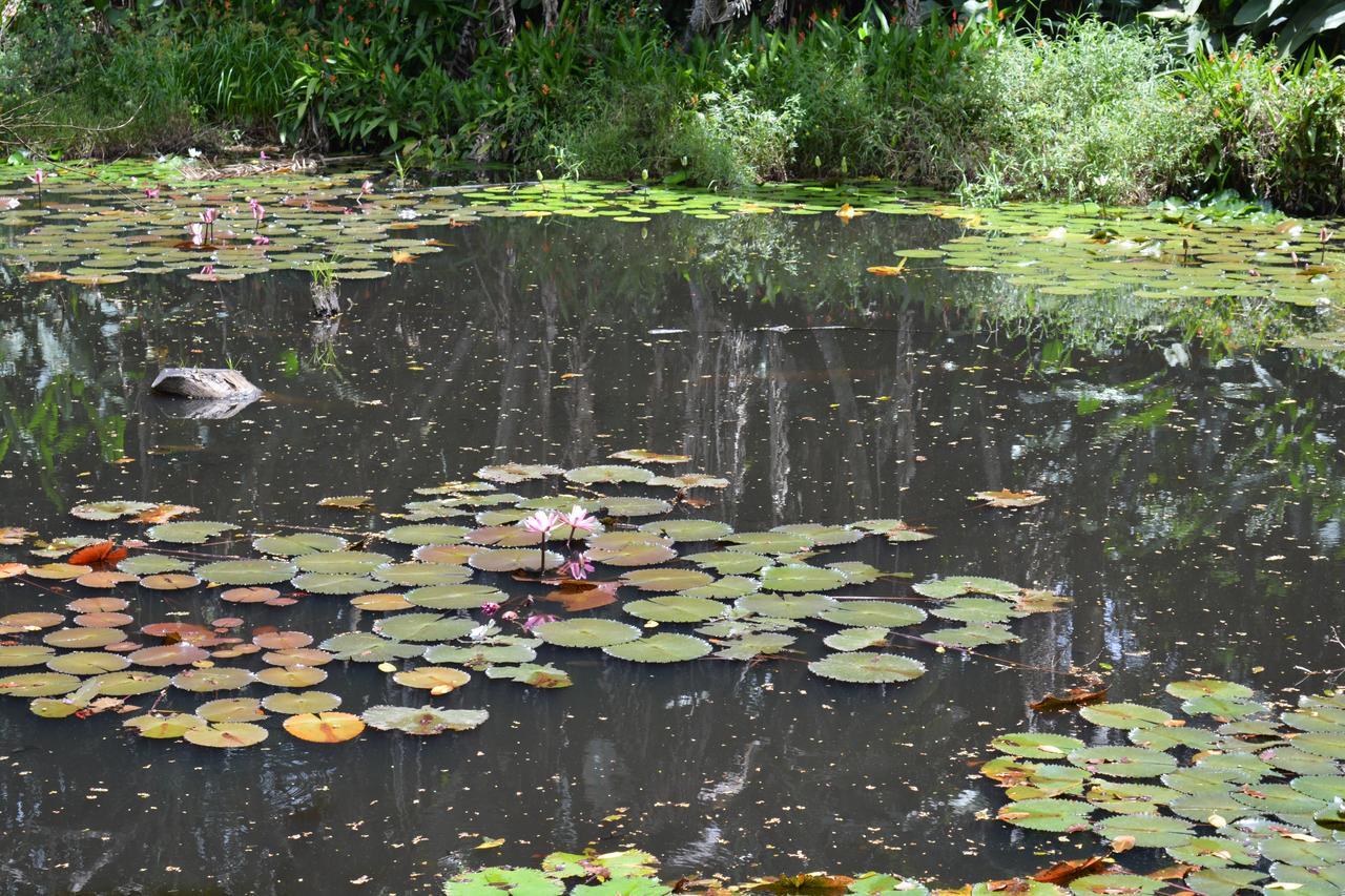 Rainforest Eco Lodge Suva Bagian luar foto