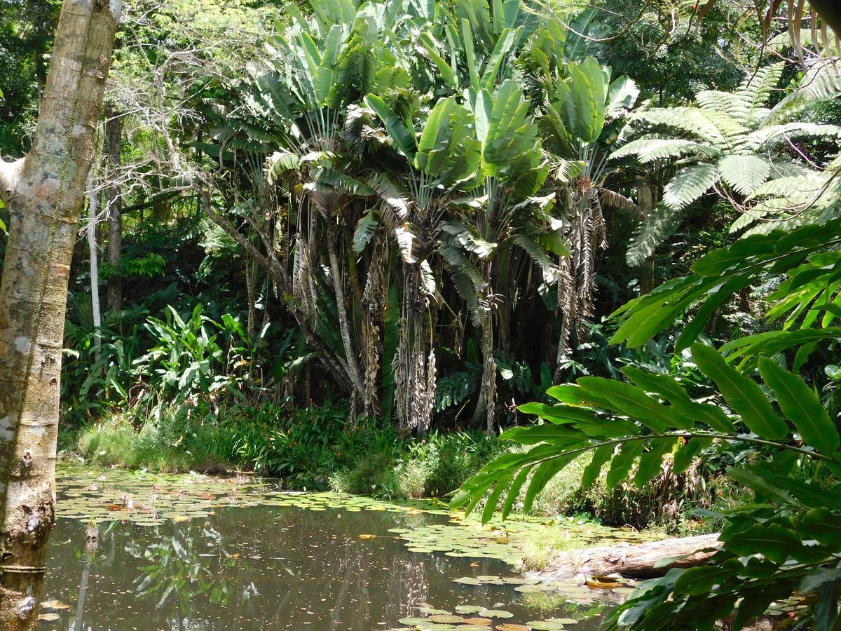 Rainforest Eco Lodge Suva Bagian luar foto