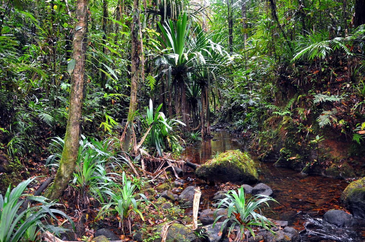 Rainforest Eco Lodge Suva Bagian luar foto